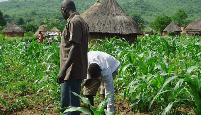 CRR farmers selling groundnuts to local dealers