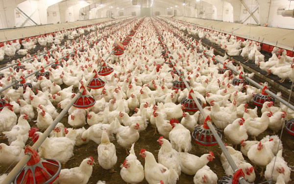 Dr Jarra Jagne: Poultry farming faces big challenge in Gambia 