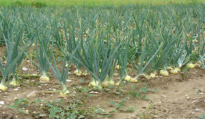 At Jariumeh Koto, over 1,000 onion beds are going to die